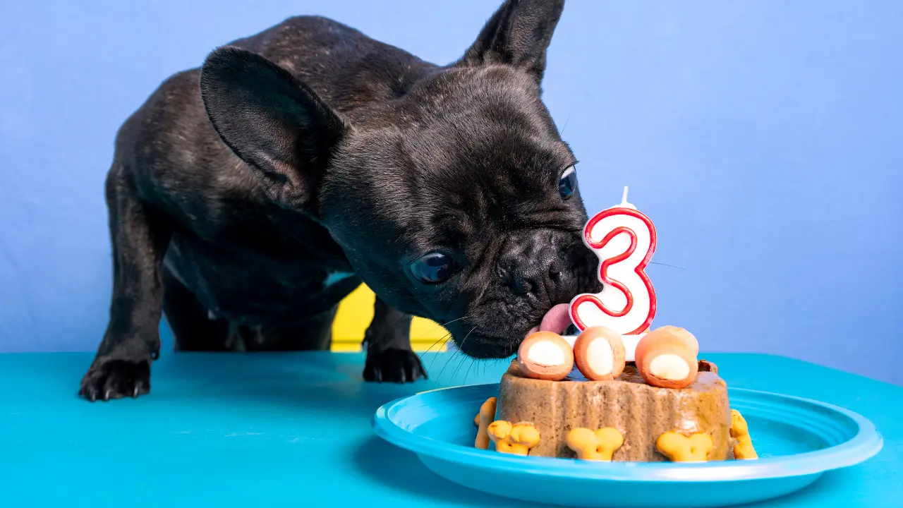 Dog Looking at Pound Cake